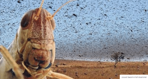 sexy passover Locusts