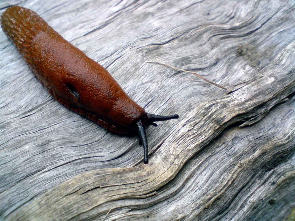 five DIY face masks that will cleanse your skin, and your sins