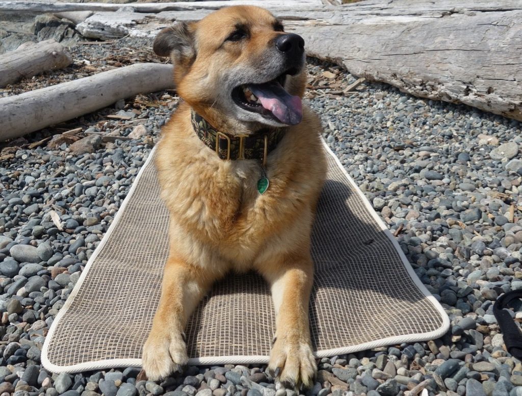 Butt Sniffing and Dog Yoga