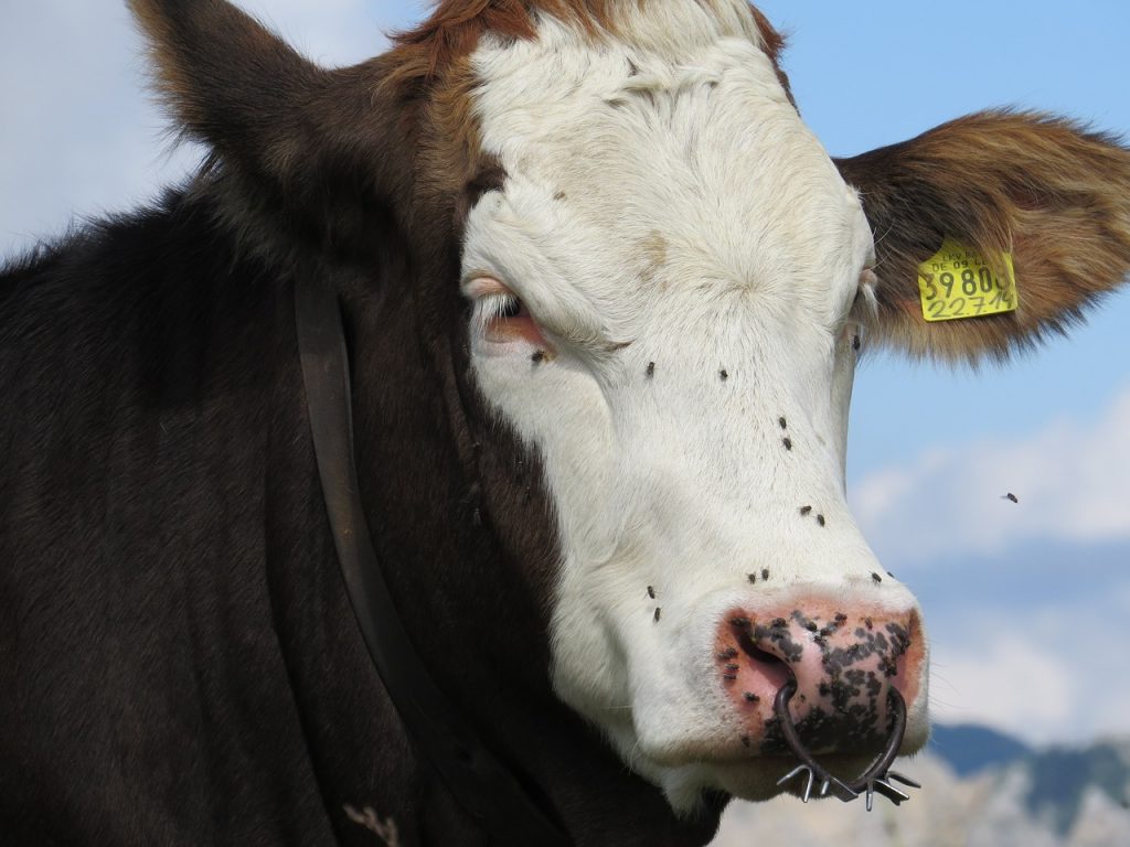 Bathing In Cow's Milk