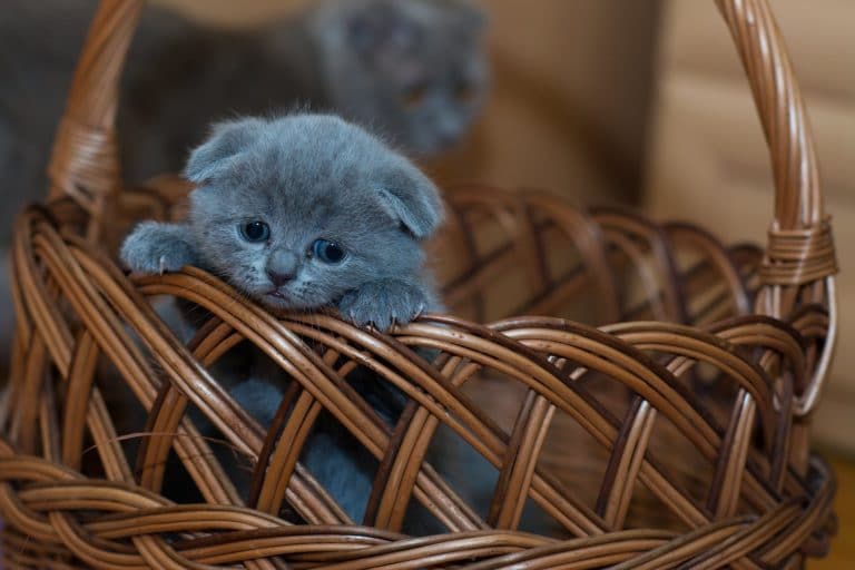 kittens