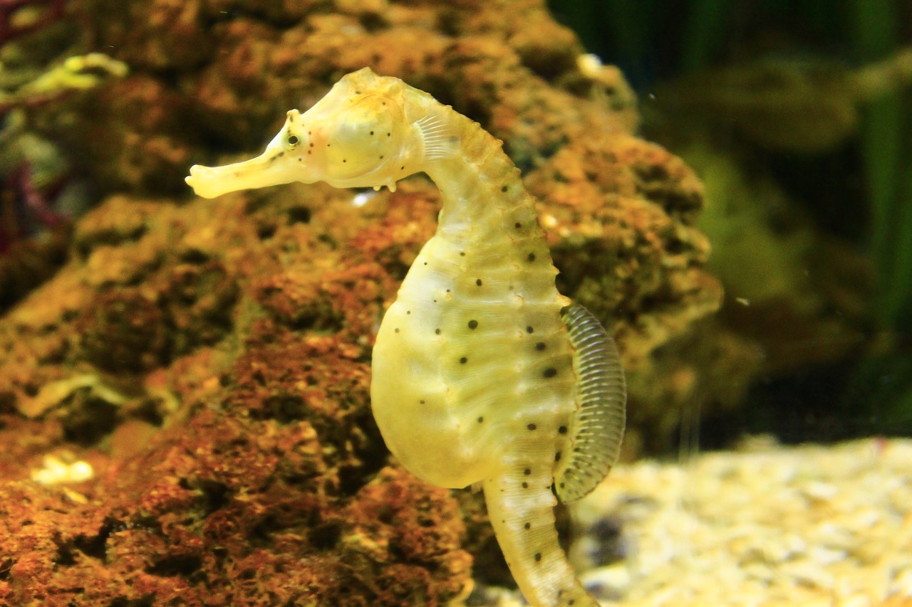 seahorses