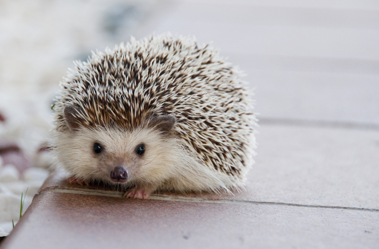 pet hedgehog