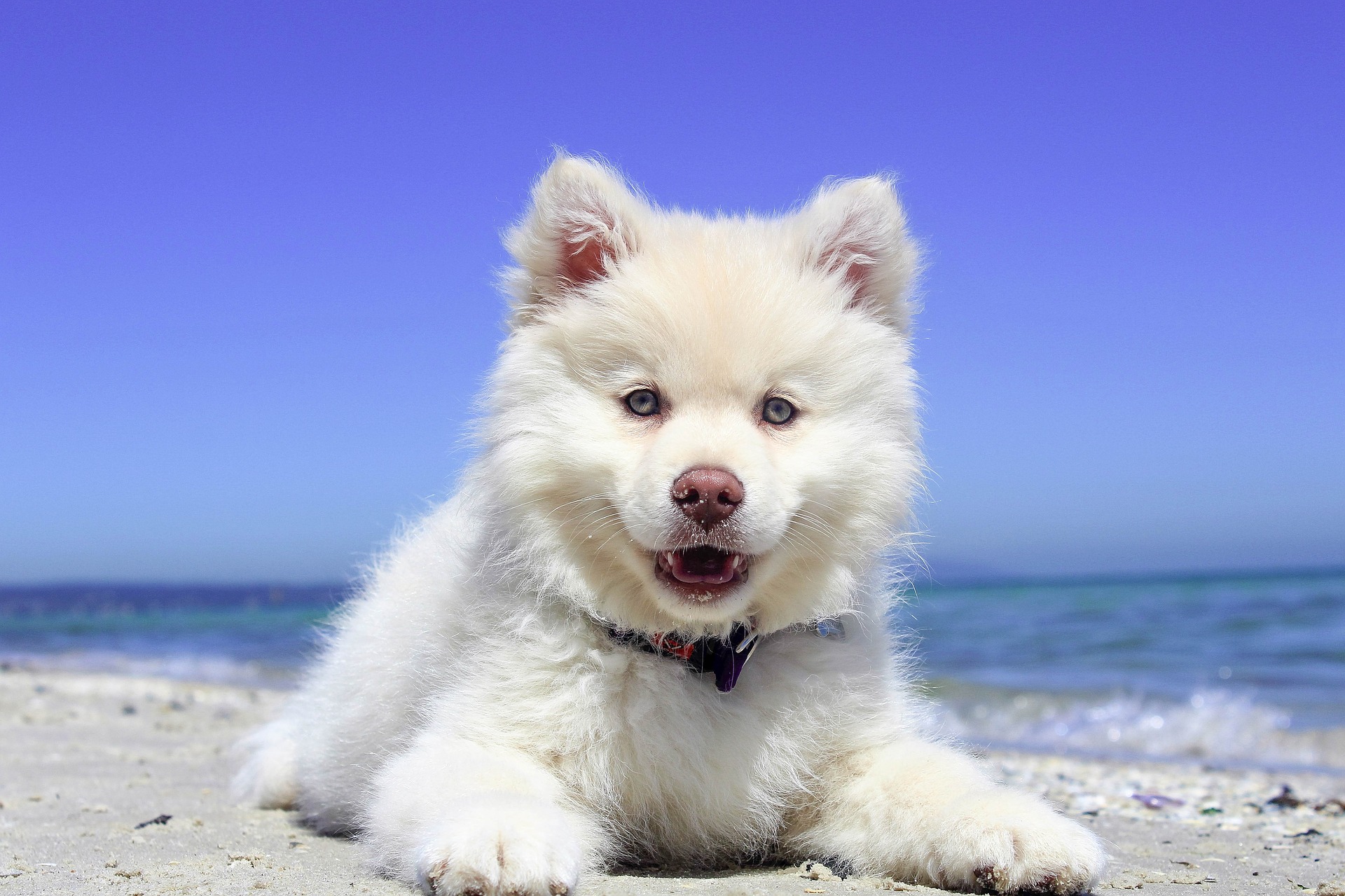 A fluffy white puppy wearing a collar lying on the beach with ocean and blue sky behind