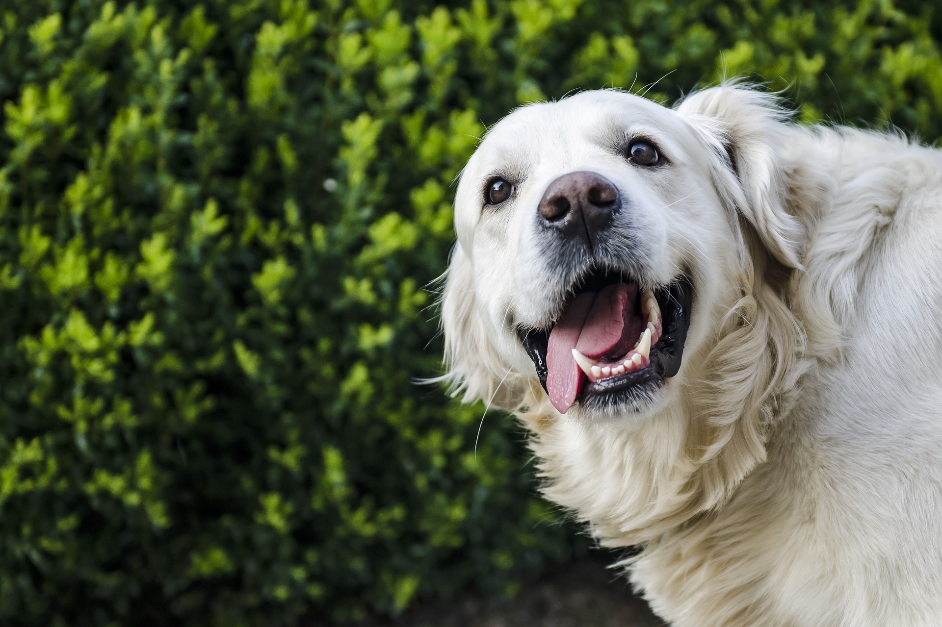 A smiling white golden retriever mix in front of a green bush