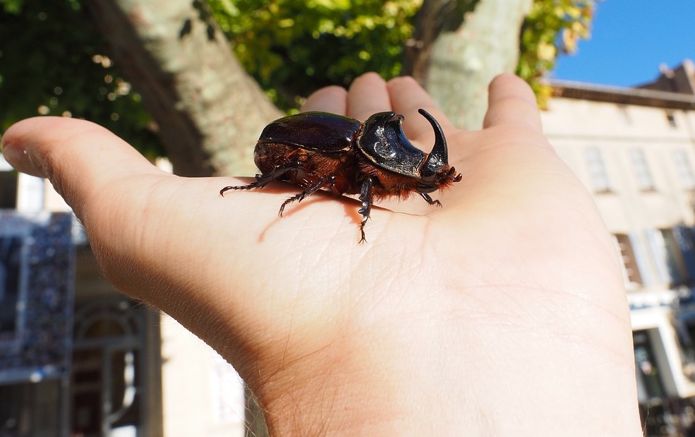 scarabs crawling out of your mouth