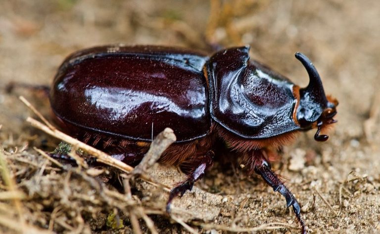 scarabs crawling out of your mouth