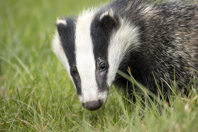 badgers maul your genitals