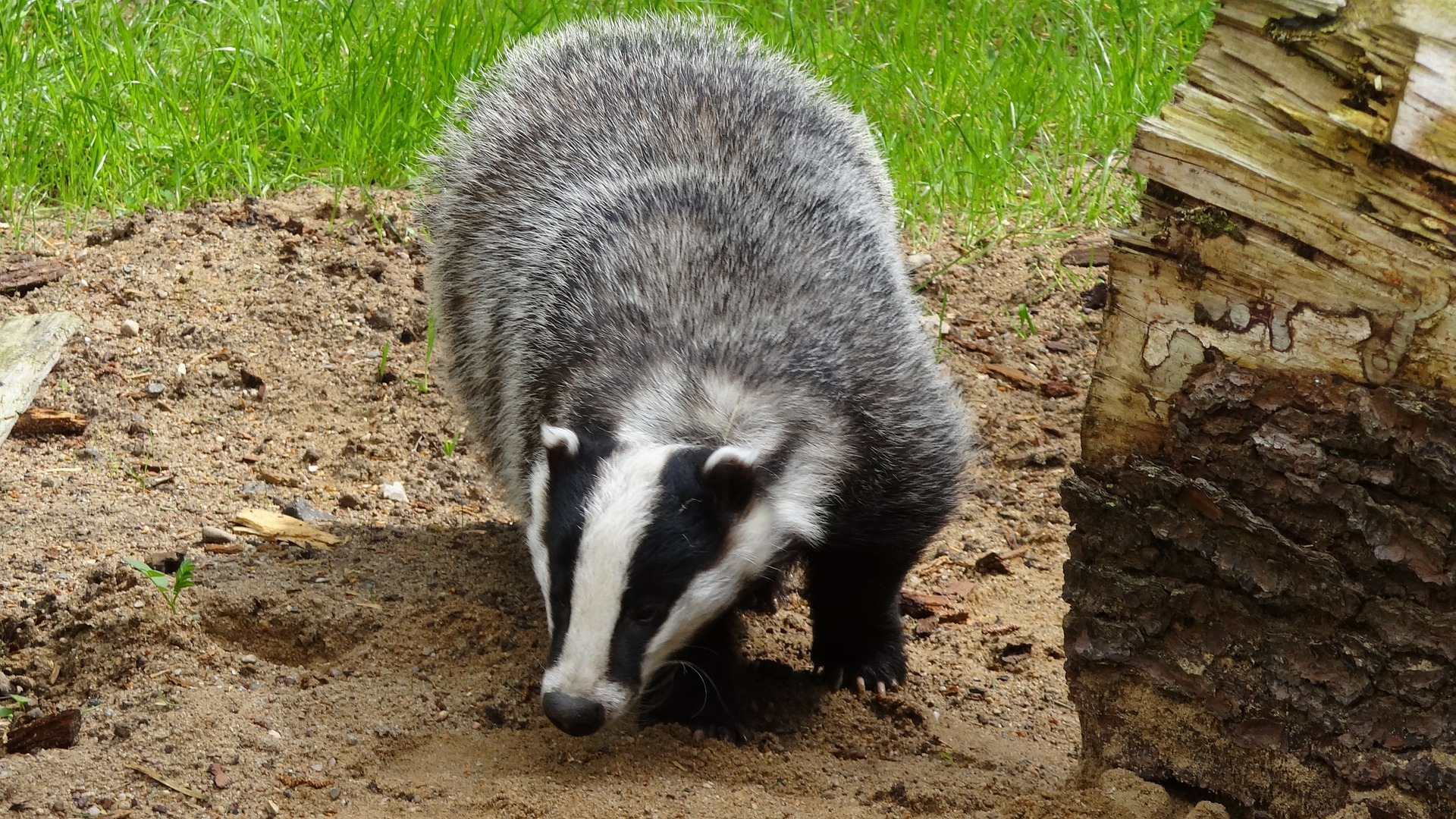 badgers