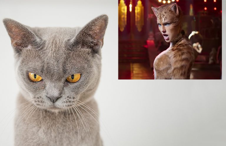 The Cats Trailer promotes