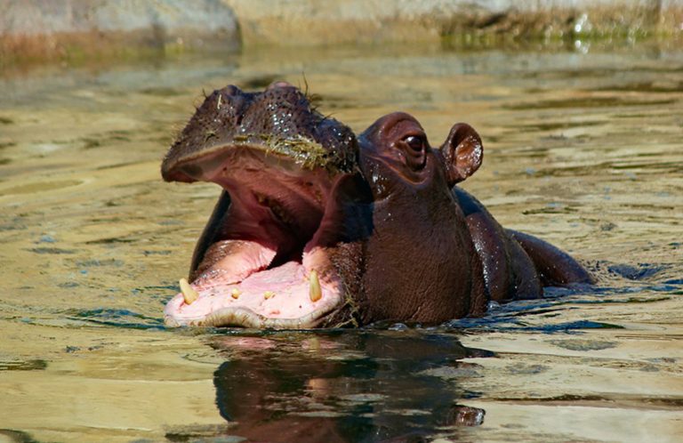 feed these hungry hungry hippos