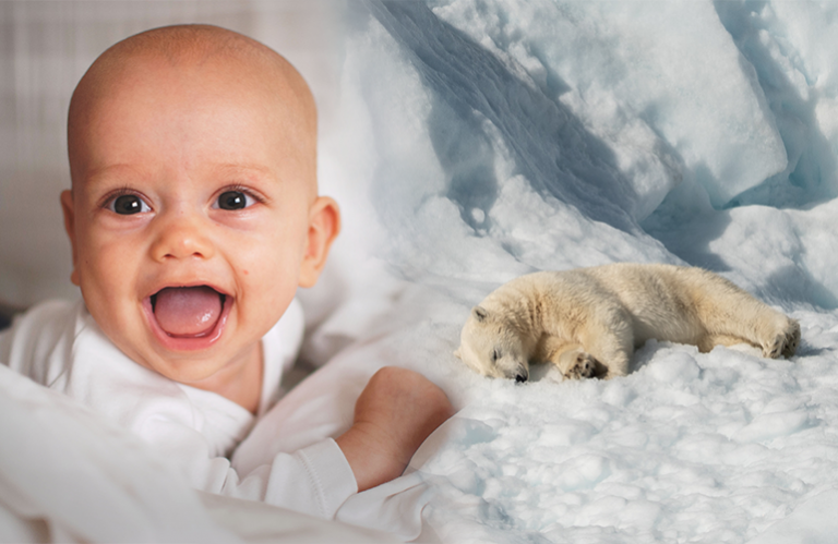 Suffering Of Polar Bears