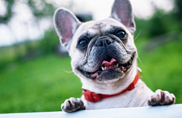 Celebrity Dogs That Died in 2019